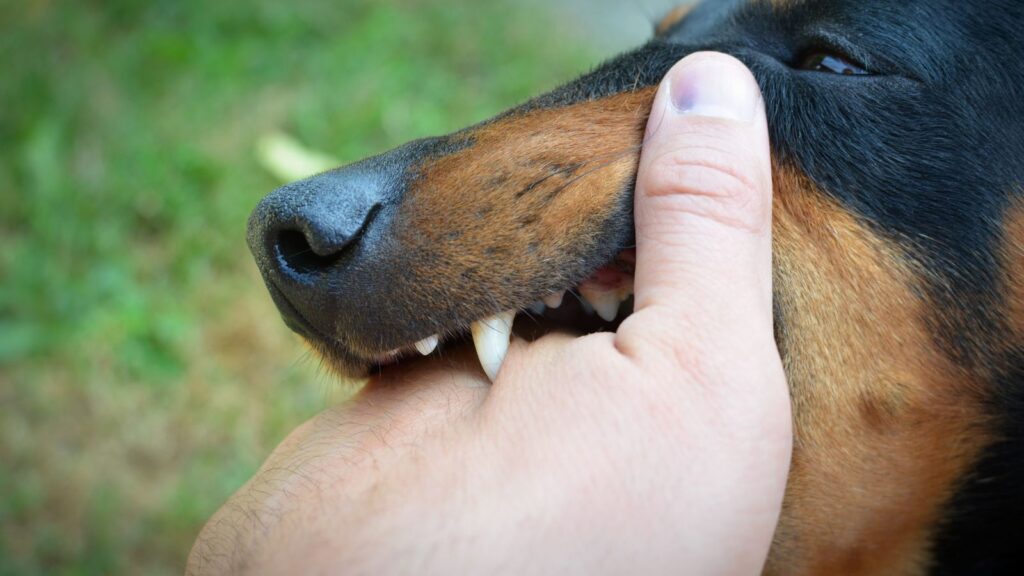 Dog mouth near human hand showing Dog Bite Compensation Calculator UK 2025 injury risk assessment