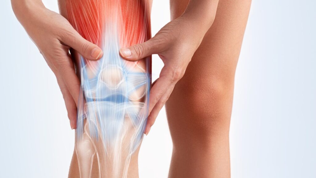Knee anatomy with muscle and ligament structure showing areas assessed by knee injury compensation calculator UK 2025